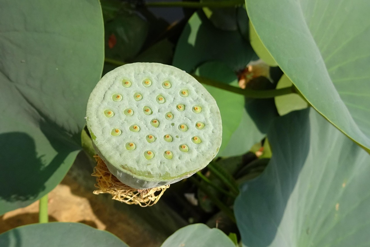 Top 10 Best Lotus365 Review India in 2027: Tested & Ranked